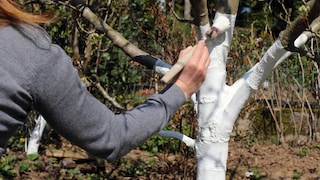 Paint the tree white