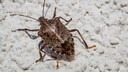 Stink bug