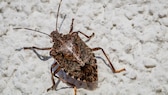 Stink bug