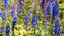 Delphinium blooms in both light and dark shades of blue.
