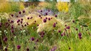 If you choose hardy perennials for your garden, you won't need to overwinter them in a greenhouse during the cold months.