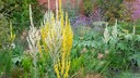 Mullein plants are best known for their yellow flowers. However, they also bloom in white, purple, blue, or pink.