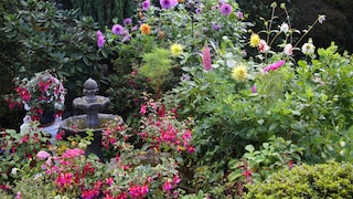 In the fall, many plants display their most beautiful side once more.