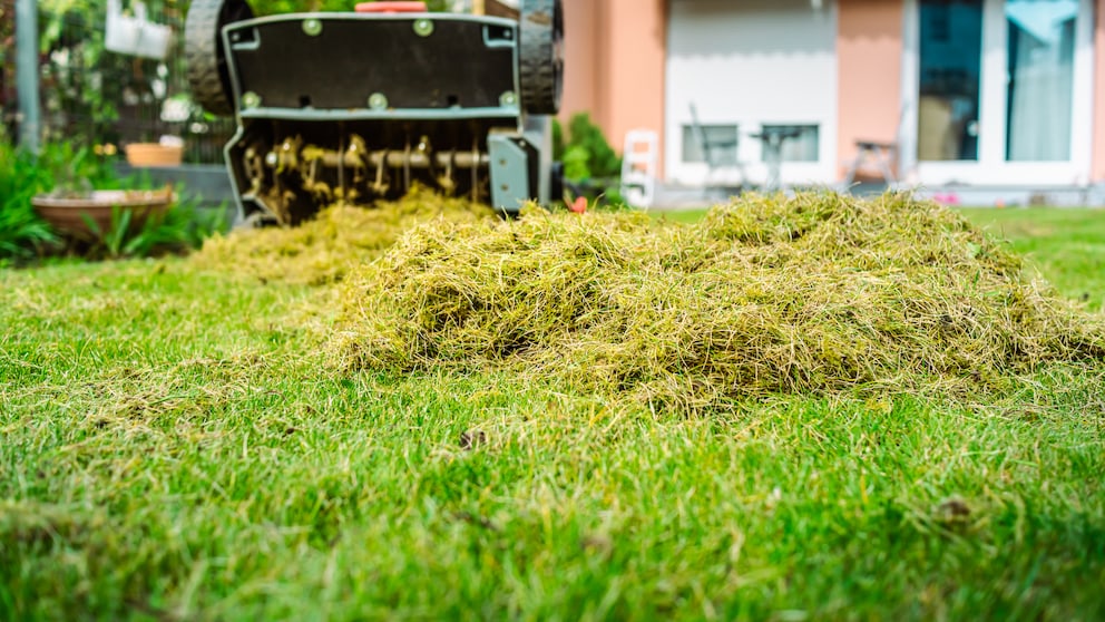 Scarifying the lawn in fall