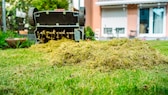 Scarifying the lawn in fall