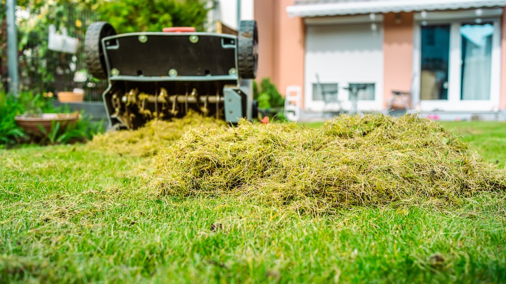 Scarifying the lawn in fall