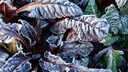 Chard can be wonderfully grown as a winter vegetable on the balcony or in the garden.