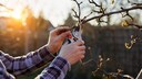 Pruning Apple Trees
