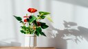 Anthurium