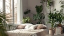There's always a corner in the home that seems too dark for plants. Fortunately, there are plants that require little light.