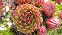 Houseleek as the Ideal Plant for Aries