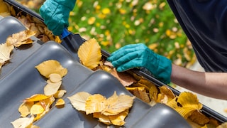 Leaves in the Gutter