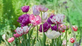 There are over 4000 different varieties of tulips worldwide, which bloom in a wide variety of colors and shapes