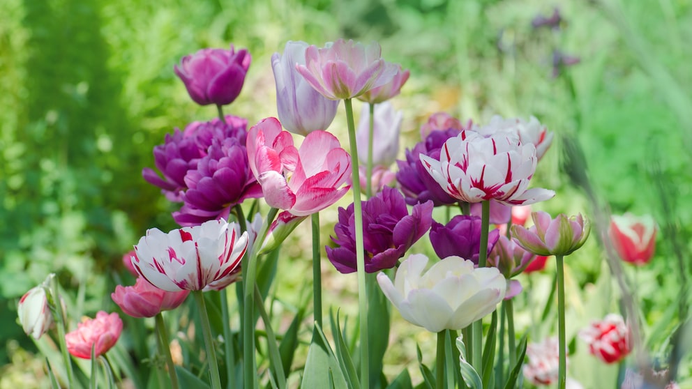There are over 4000 different varieties of tulips worldwide, which bloom in a wide variety of colors and shapes