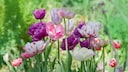 There are over 4000 different varieties of tulips worldwide, which bloom in a wide variety of colors and shapes