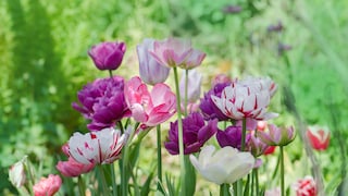 There are over 4000 different varieties of tulips worldwide, which bloom in a wide variety of colors and shapes