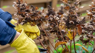 If it freezes in November, you should avoid pruning most shrubs.