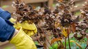 If it freezes in November, you should avoid pruning most shrubs.