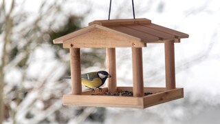 Birds don't always visit the bird feeder. What could be the reason?