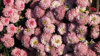 Chrysanthemums aren't bothered by cooler weather. That's why they're among the plants often seen on balconies or in gardens during the fall.