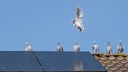 Bird Droppings on Solar Panels