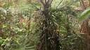 The "Zombie Fern" in Panama's Rainforest