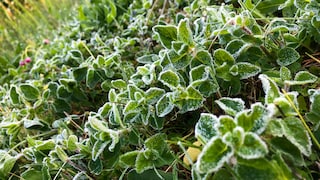 The Ice Saints can have serious consequences for our plants.