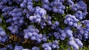 Evergreen shrubs such as the Ceanothus truly enhance the beauty of a garden.