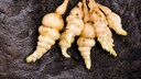 The crosne is a reliable vegetable. Once planted, it keeps coming back.