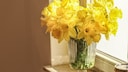 Daffodils are also called Easter bells.