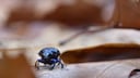 You might also encounter the oil beetle in your garden.