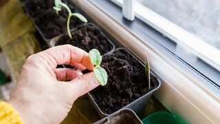 Start Seeds Indoors in March