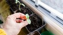 Start Seeds Indoors in March