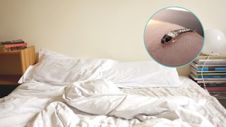 Silverfish in the Bed