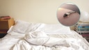 Silverfish in the Bed