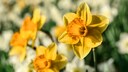 Daffodils bloom around Easter, true to their name. But is there actually a difference between daffodils and narcissus?