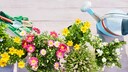 Ornamental Plants for Beginners
