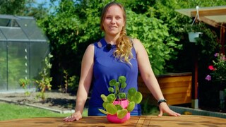 The finger test is an easy way to determine if a houseplant needs water.