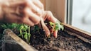 Tomato plant