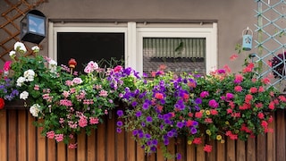 Geraniums, petunias, and calibrachoa thrive in the sun.