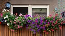 Geraniums, petunias, and calibrachoa thrive in the sun.