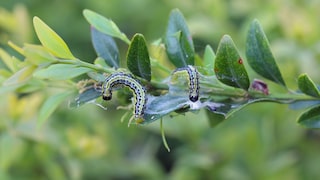 The caterpillars of the box tree moth have an enormous appetite.