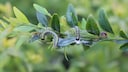 The caterpillars of the box tree moth have an enormous appetite.