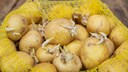 Storing Potatoes