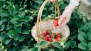 Strawberries may look like berries, but biologically, they are classified as nuts.