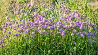 Chives are blooming