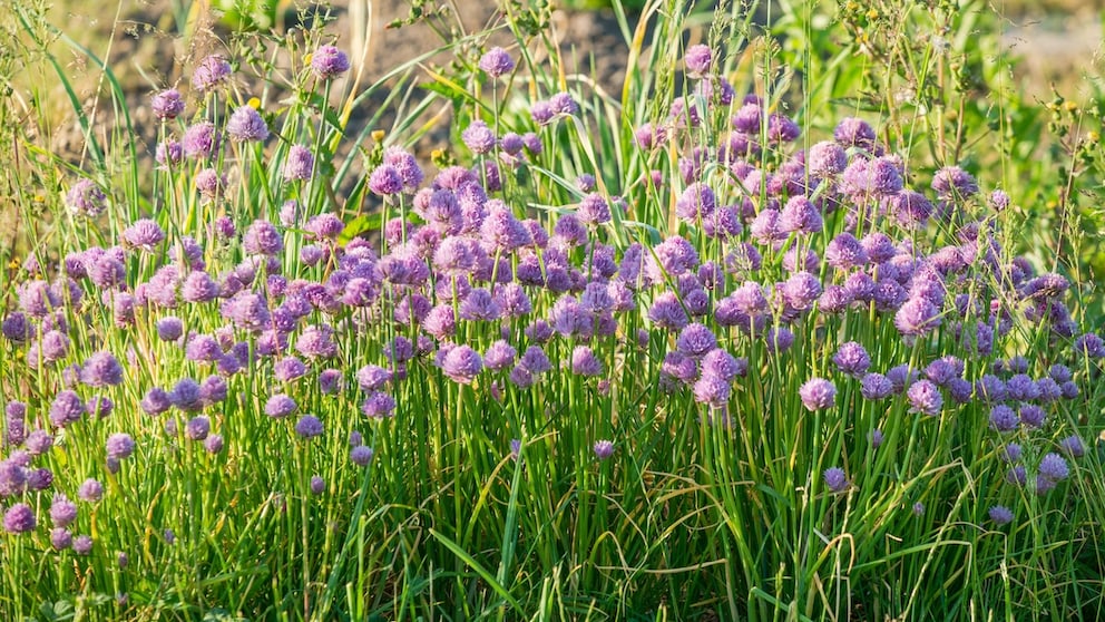 Chives are blooming