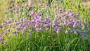 Chives are blooming