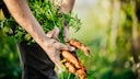 Growing Carrots
