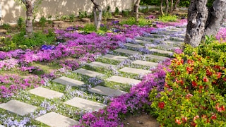 Ground covers can make the spaces between garden paths more attractive and insect-friendly with their blooms. Weeds have almost no chance.